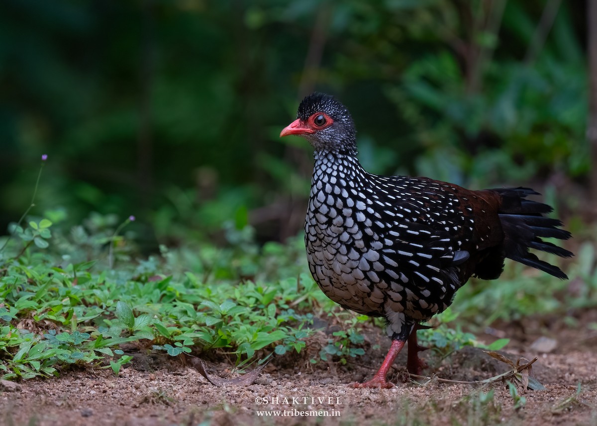 Sri Lanka Spurfowl - ML611421321