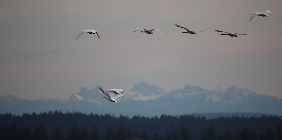 Trumpeter Swan - ML611421333