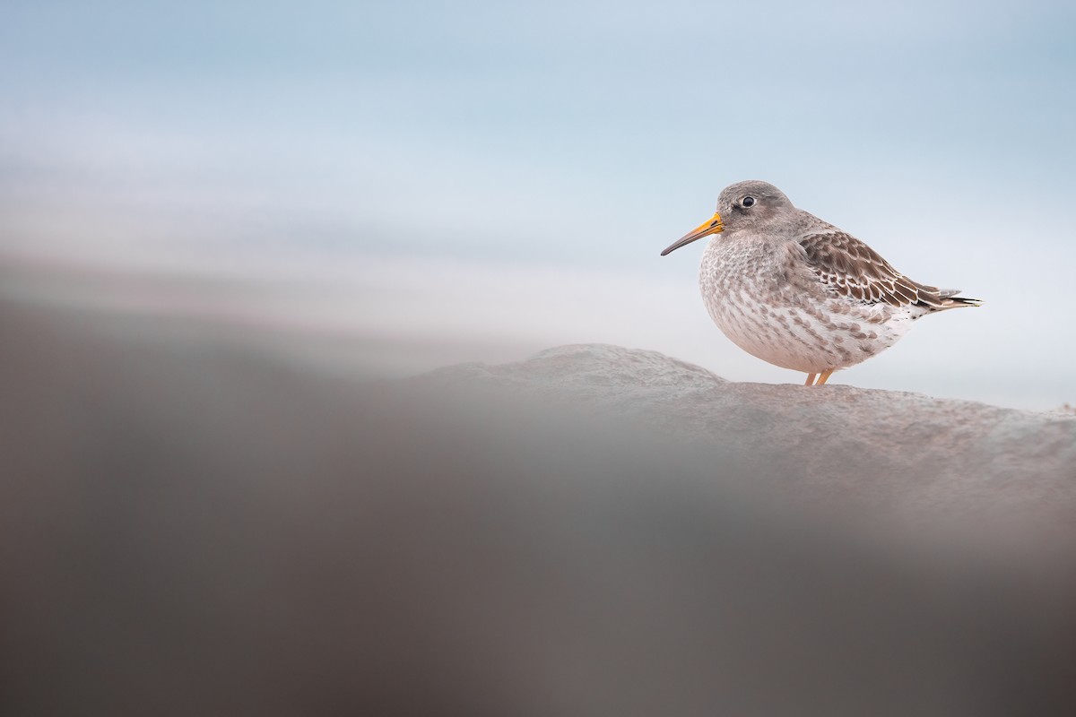 Purple Sandpiper - ML611421336