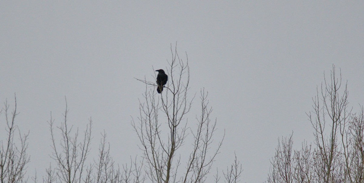 Common Raven - ML611421352