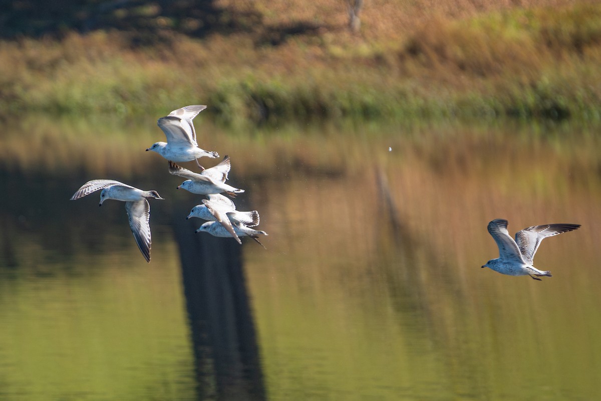 Ring-billed Gull - ML611421356