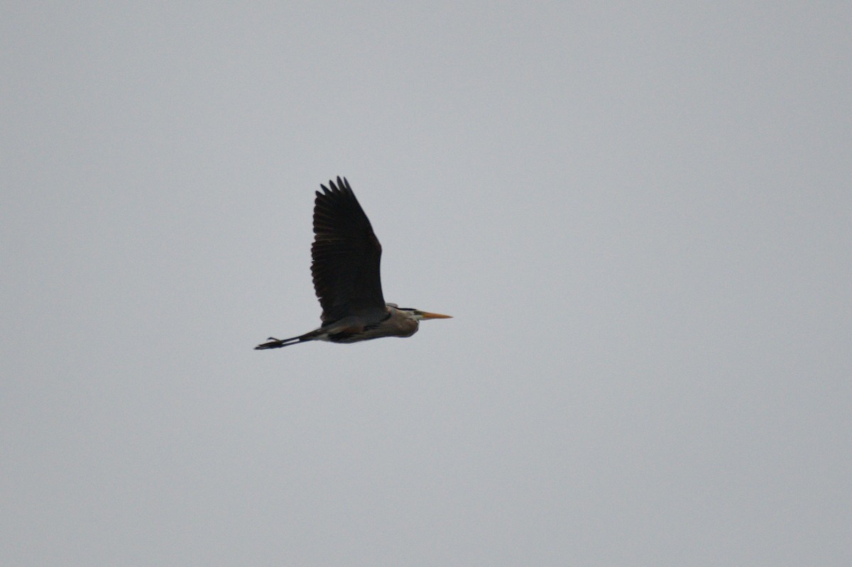 Great Blue Heron - Leslie Correia