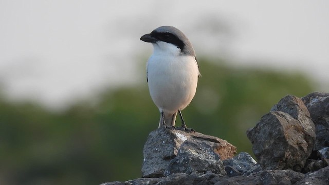 Great Gray Shrike - ML611421422