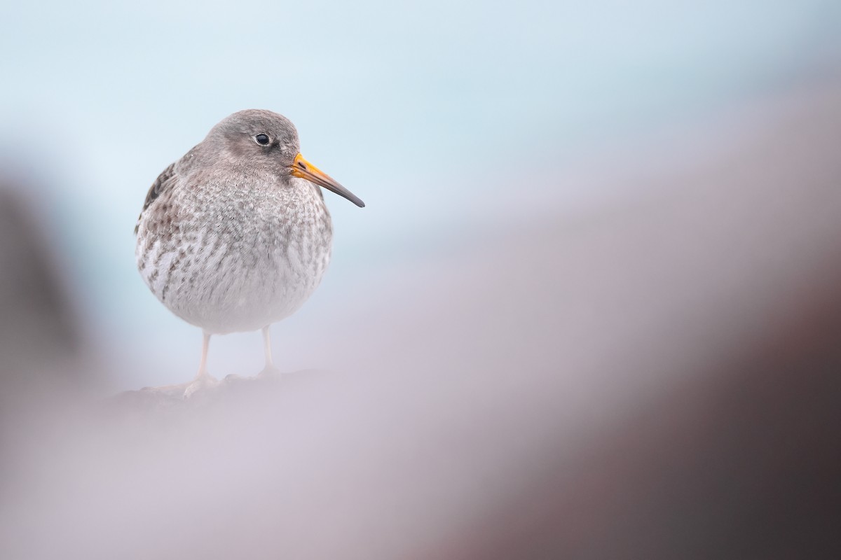 Purple Sandpiper - ML611421431