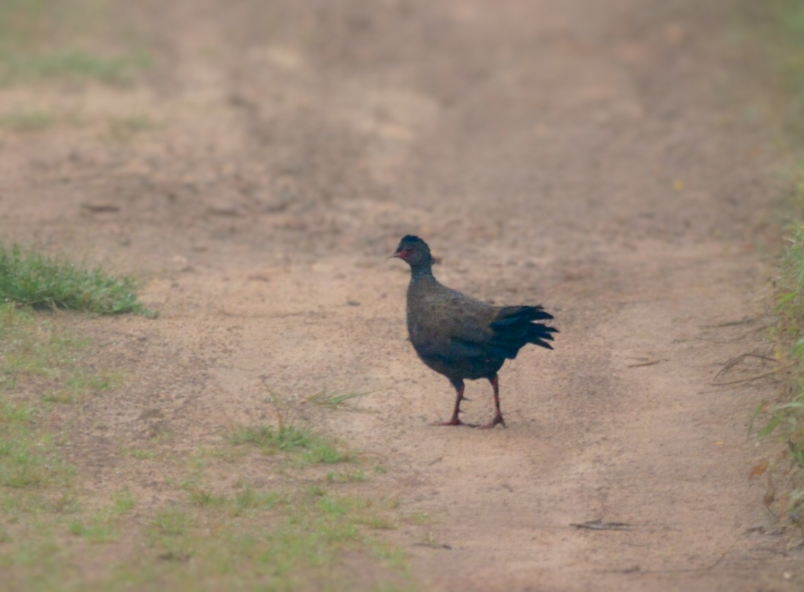 Red Spurfowl - ML611421538