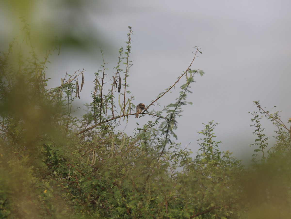 Eurasian Wryneck - ML611421546