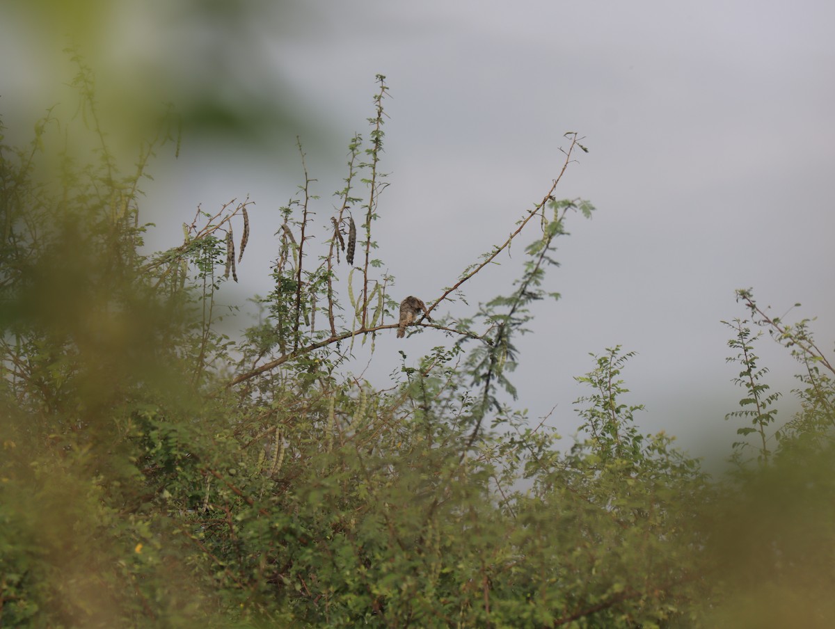 Eurasian Wryneck - ML611421547