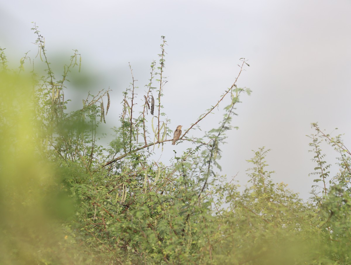 Eurasian Wryneck - ML611421550