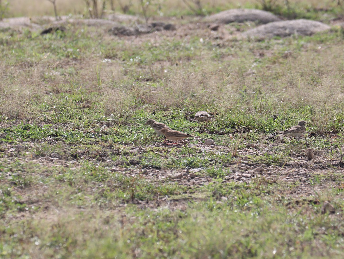 Mongolian Short-toed Lark - ML611421623