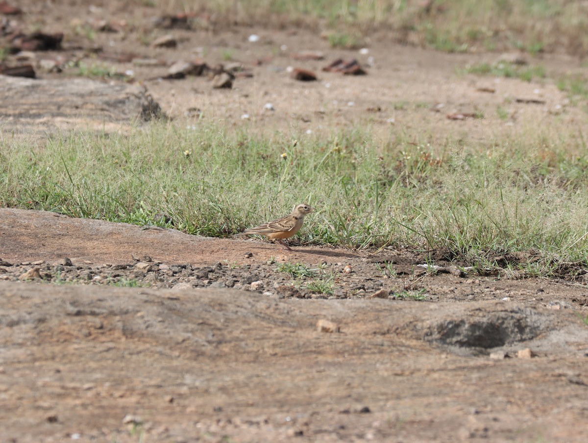 Mongolian Short-toed Lark - ML611421624