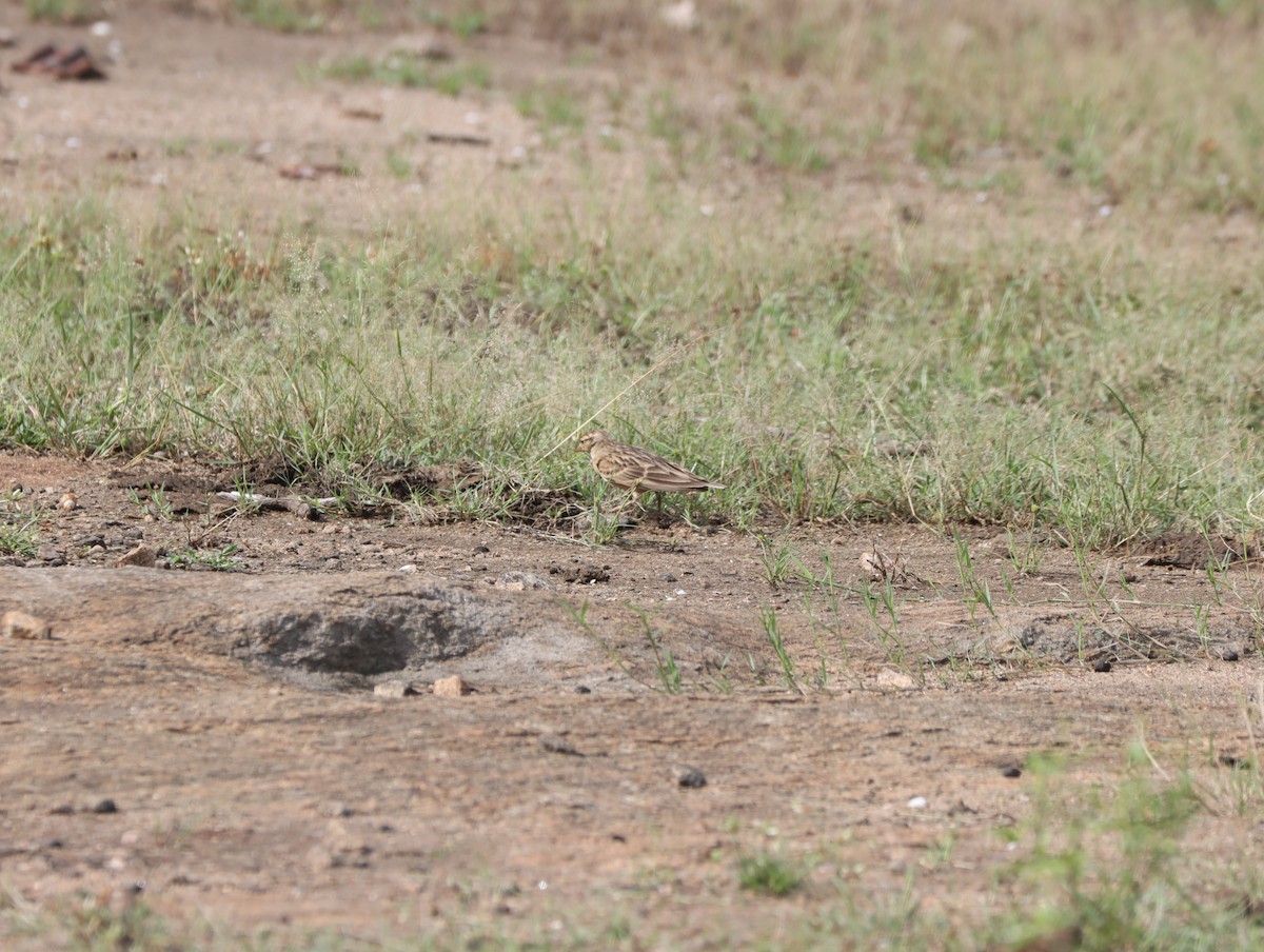 Mongolian Short-toed Lark - KARTHIKEYAN R