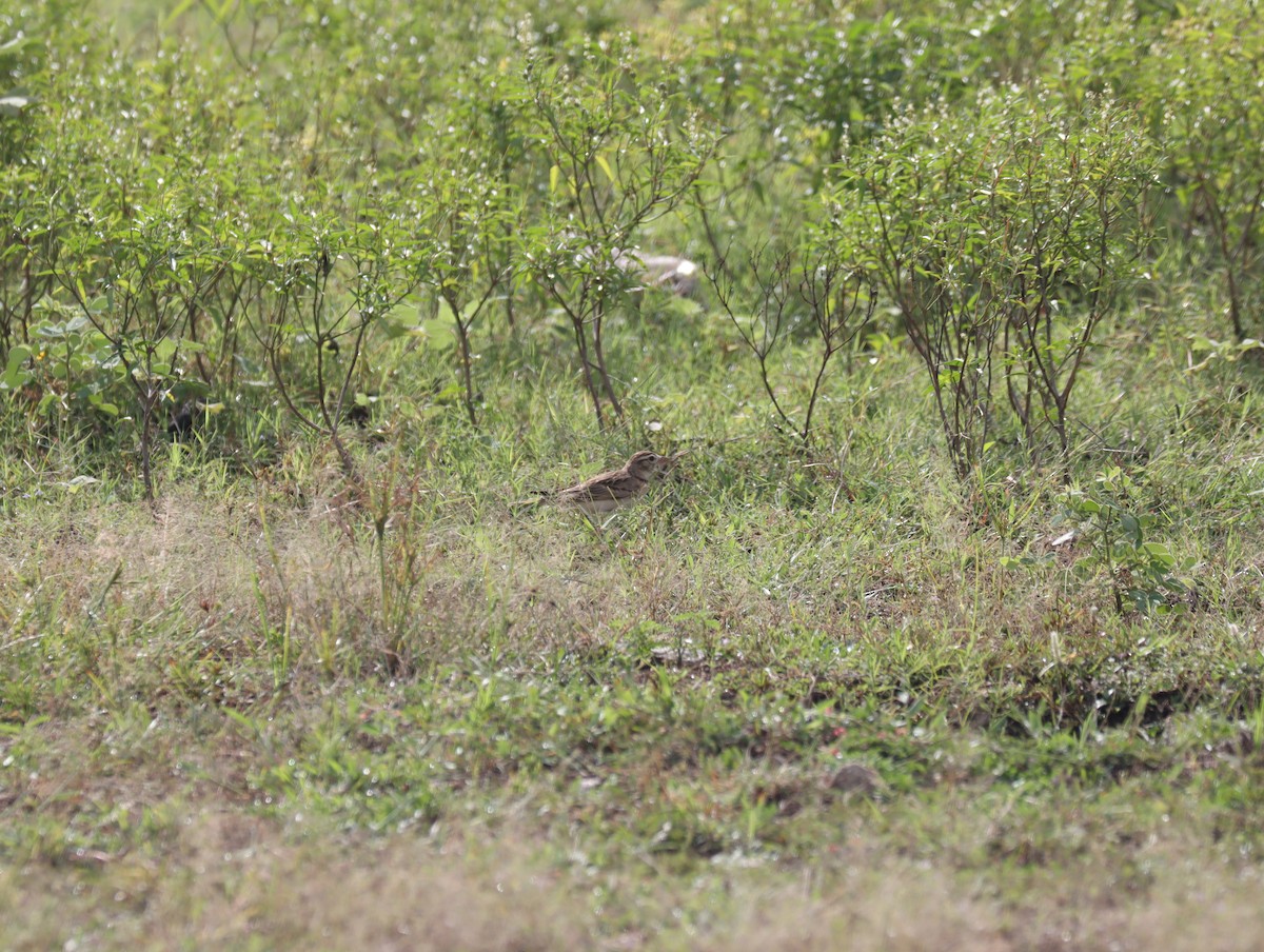 Mongolian Short-toed Lark - ML611421634