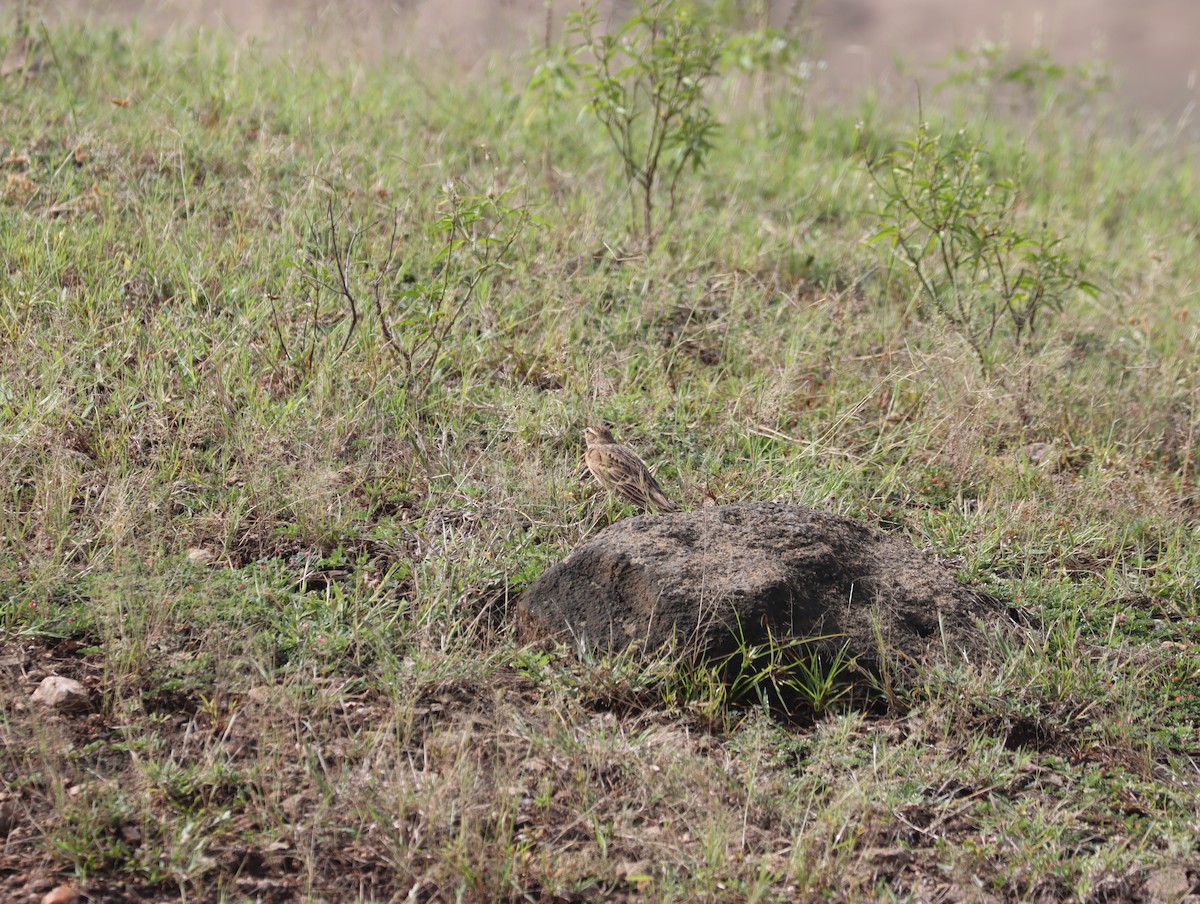 Mongolian Short-toed Lark - KARTHIKEYAN R