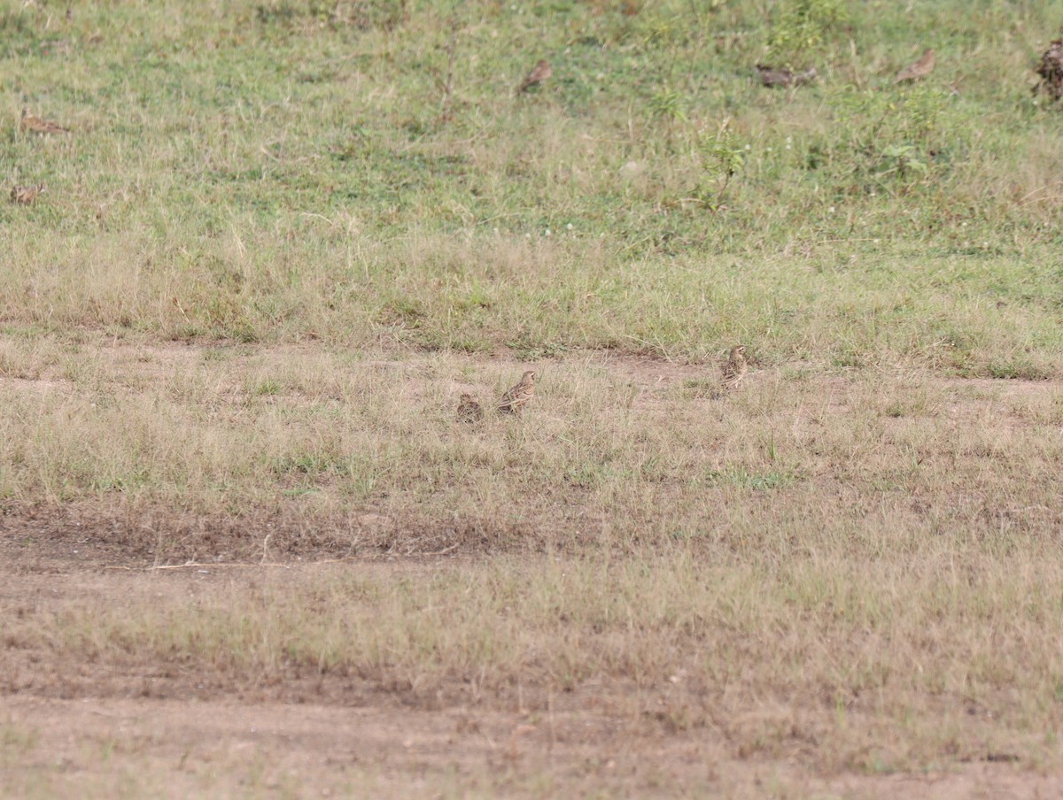 Mongolian Short-toed Lark - KARTHIKEYAN R