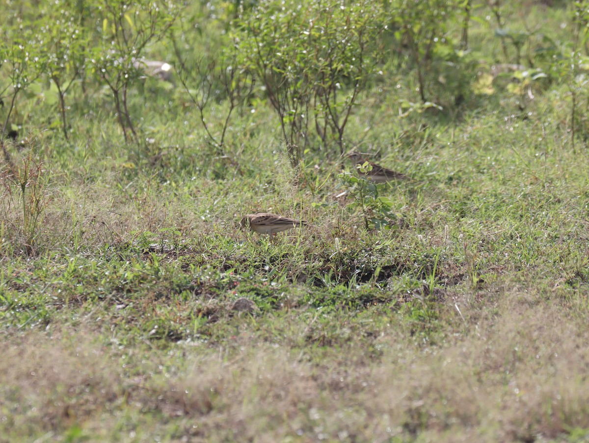 Mongolian Short-toed Lark - KARTHIKEYAN R