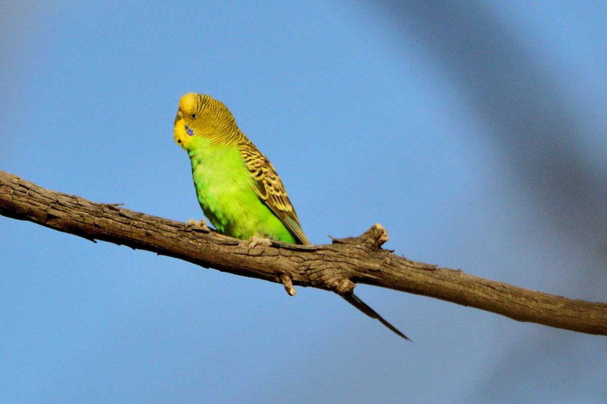 Budgerigar - ML611421704