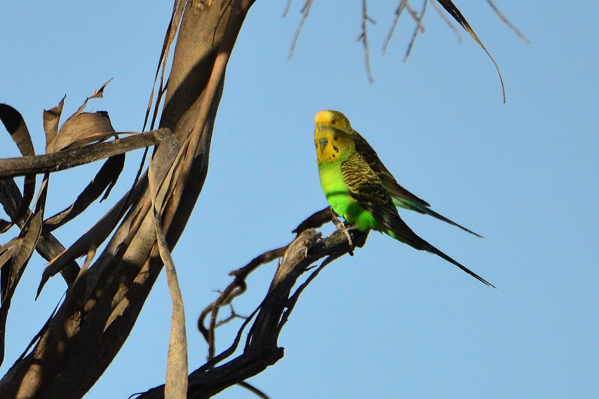 Budgerigar - ML611421711