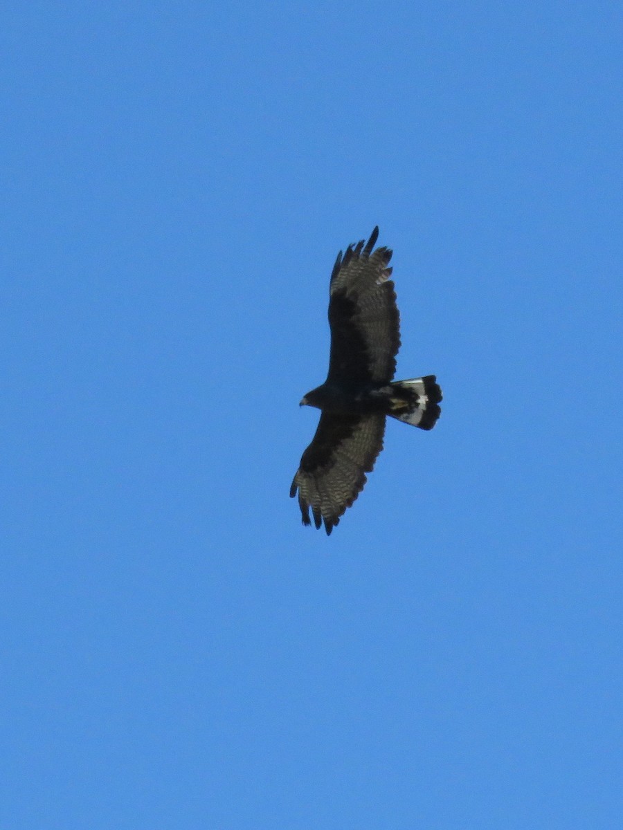 Zone-tailed Hawk - Tina Stoner