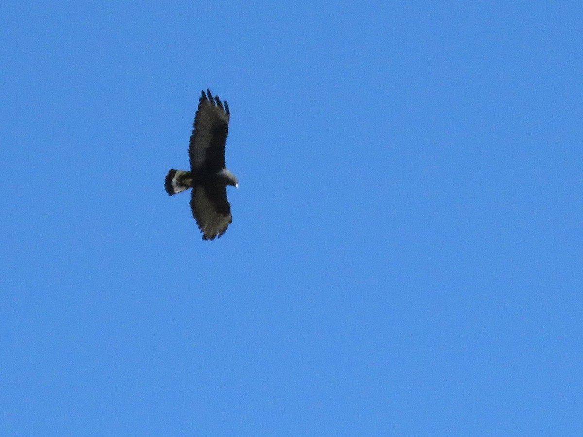 Zone-tailed Hawk - Tina Stoner