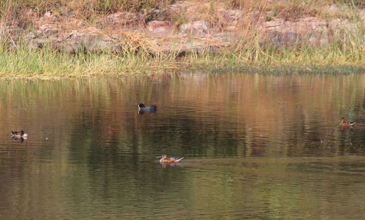 Northern Shoveler - Neema Das