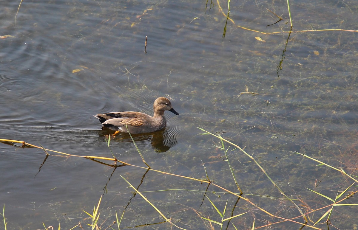 Gadwall - ML611421884