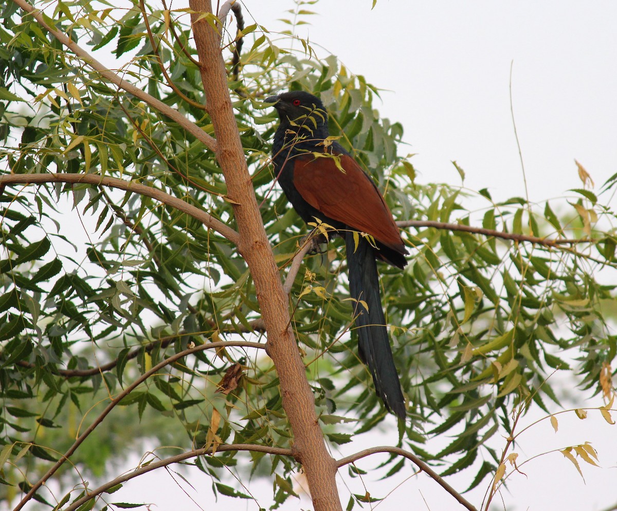 Greater Coucal - ML611421923