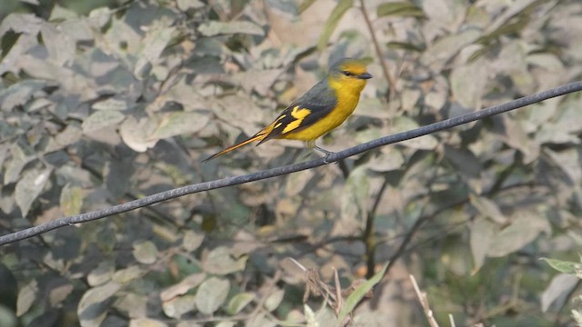 Minivet écarlate - ML611422038