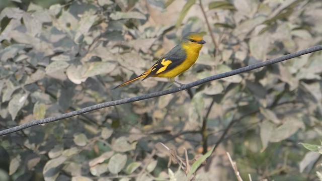 Scarlet Minivet - ML611422038