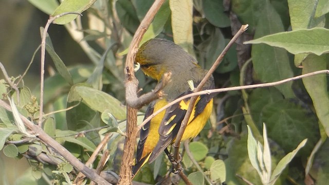 Minivet écarlate - ML611422046