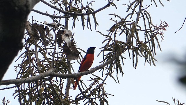 Minivet écarlate - ML611422097