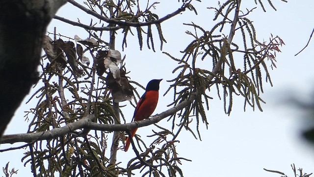 Scarlet Minivet - ML611422097