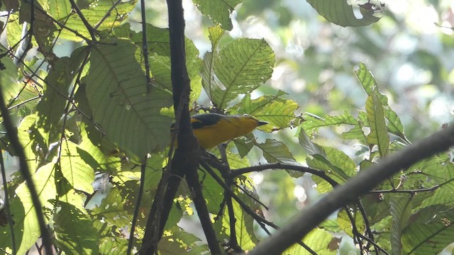 Minivet écarlate - ML611422120