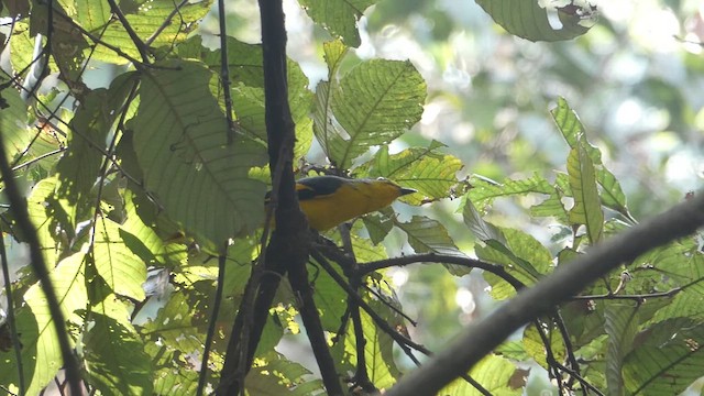 赤紅山椒鳥 - ML611422120