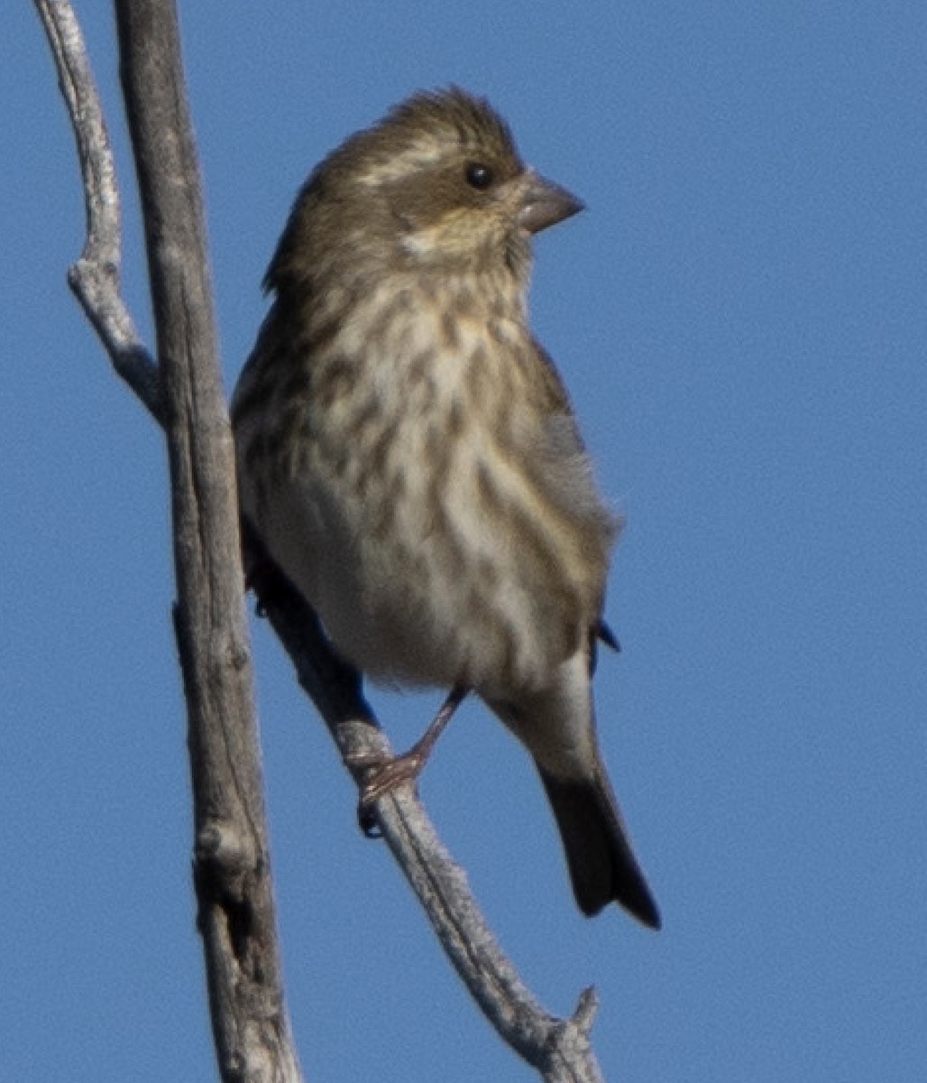 Purple Finch - ML611422123