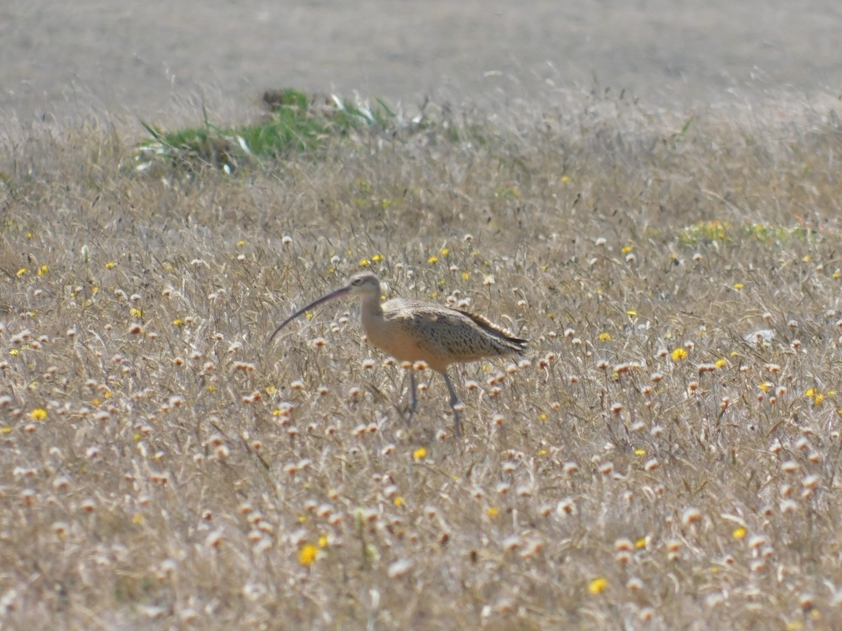 Long-billed Curlew - ML611422305