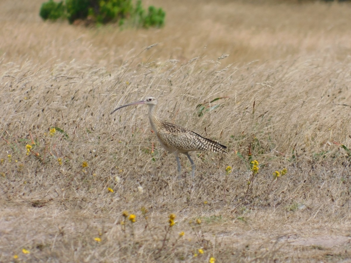 Long-billed Curlew - ML611422309