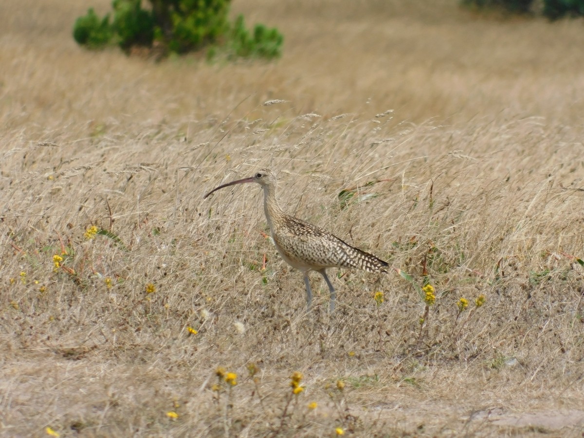 Long-billed Curlew - ML611422310