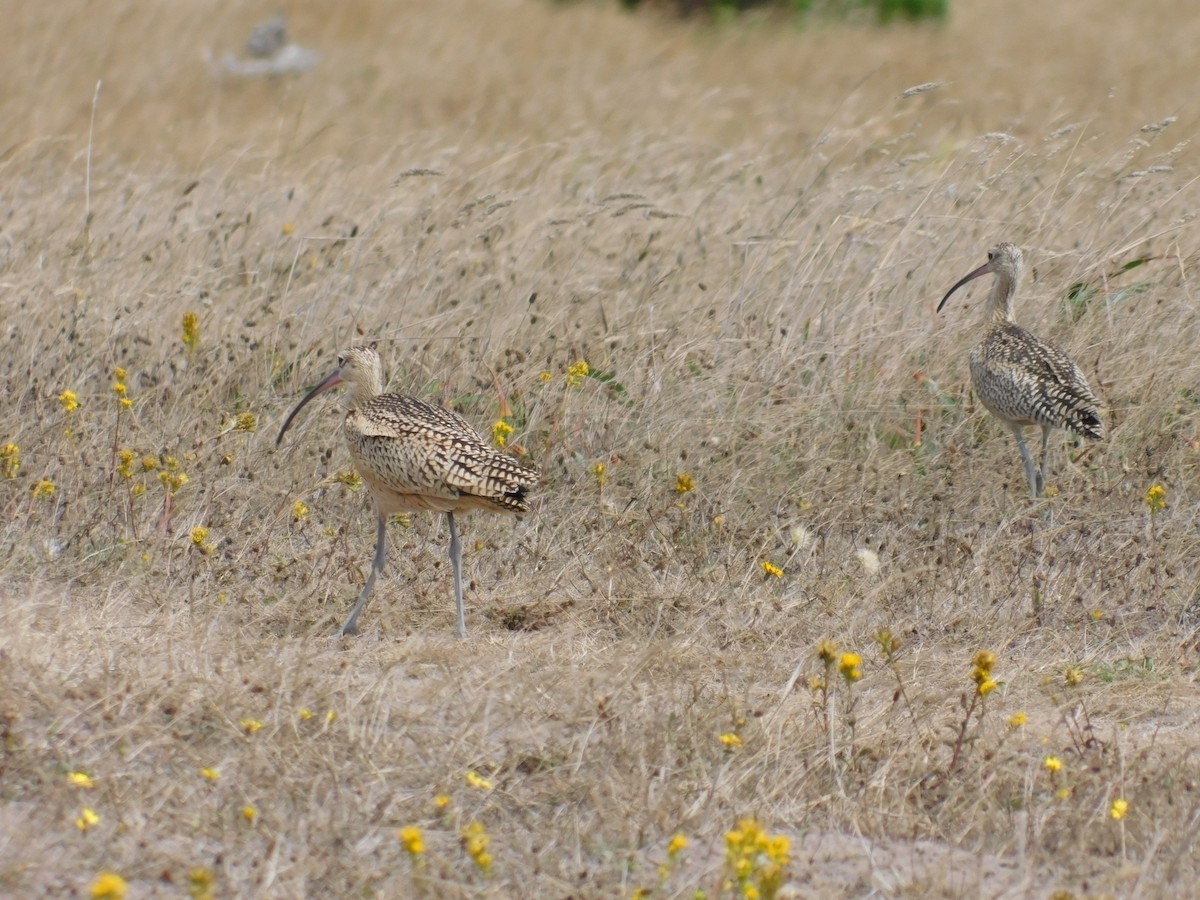 Long-billed Curlew - ML611422311