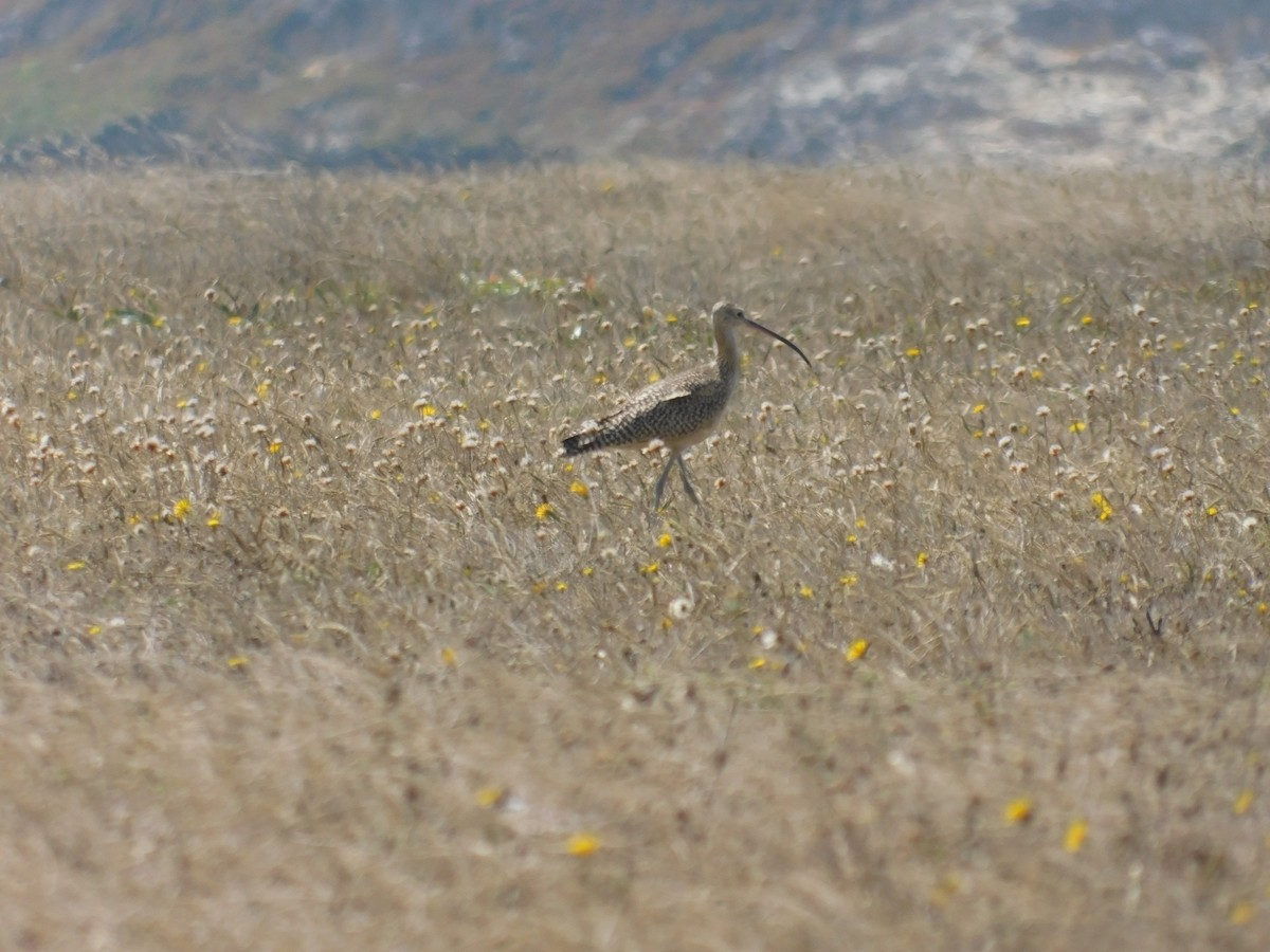 Long-billed Curlew - ML611422312