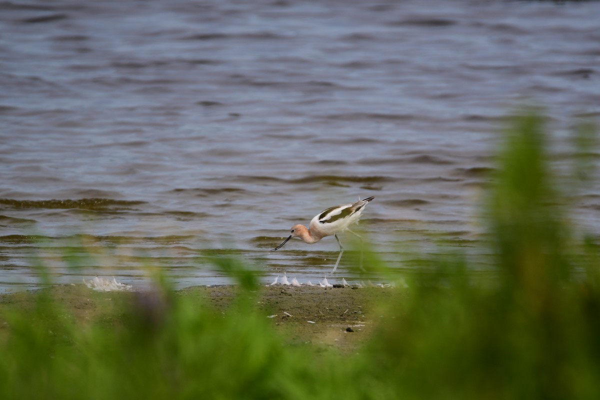 American Avocet - ML611422367