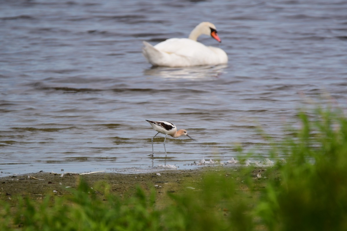 American Avocet - ML611422369