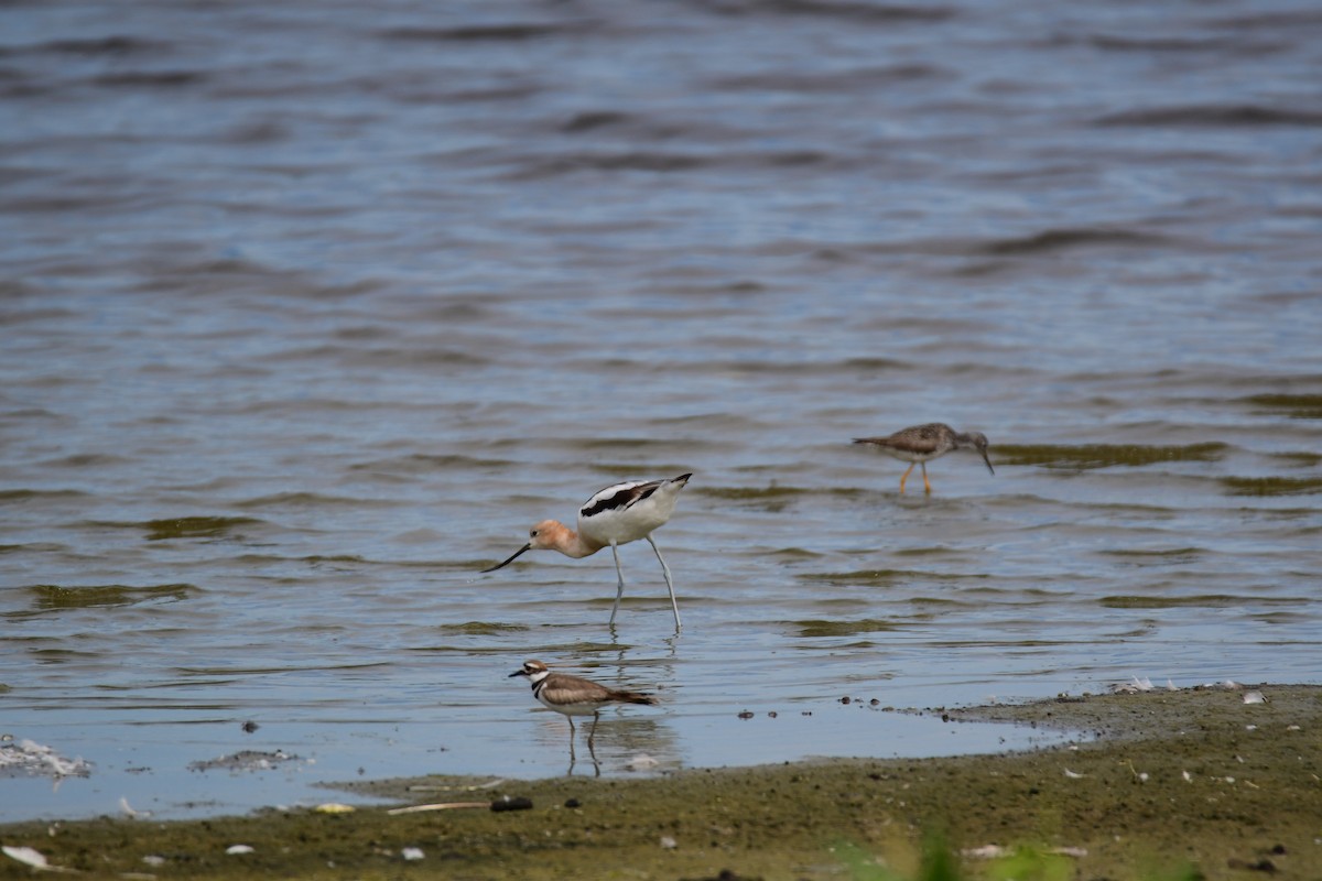 American Avocet - ML611422371