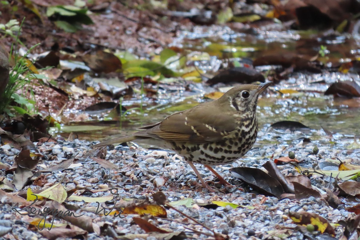 Chinese Thrush - ML611422412