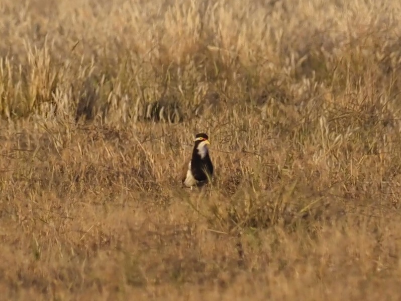 Banded Lapwing - Robert Gowan