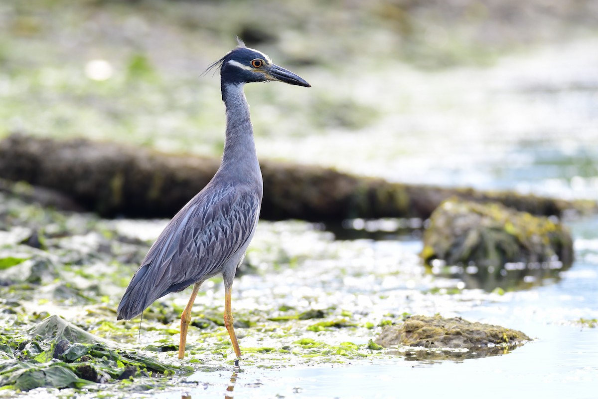 Yellow-crowned Night Heron - ML611422437