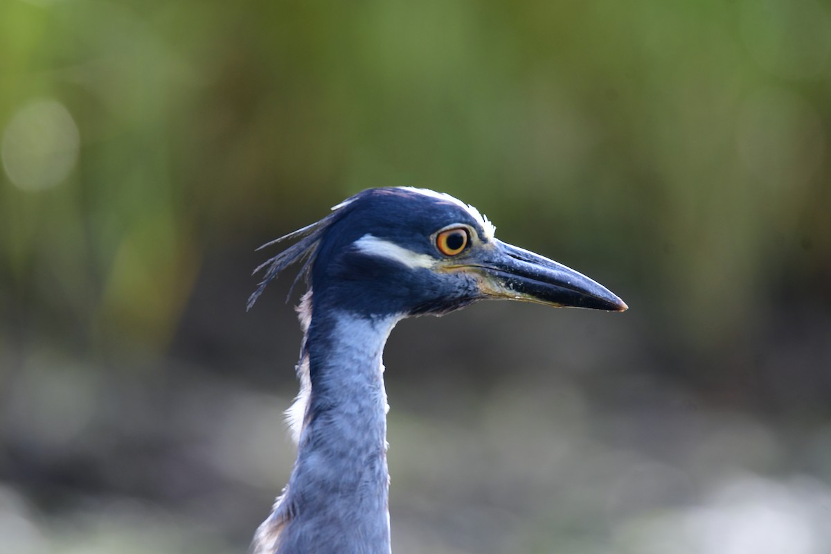 Yellow-crowned Night Heron - ML611422438