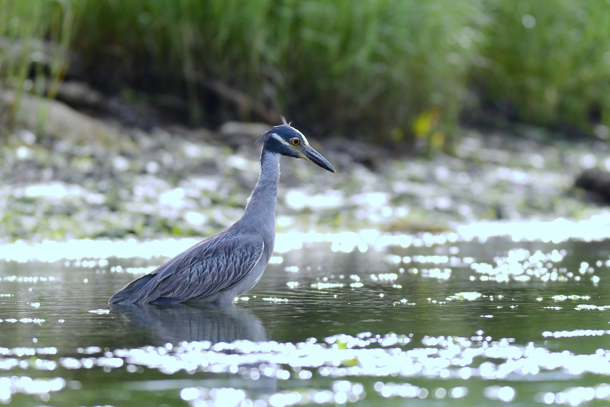 Yellow-crowned Night Heron - Chaiby Leiman