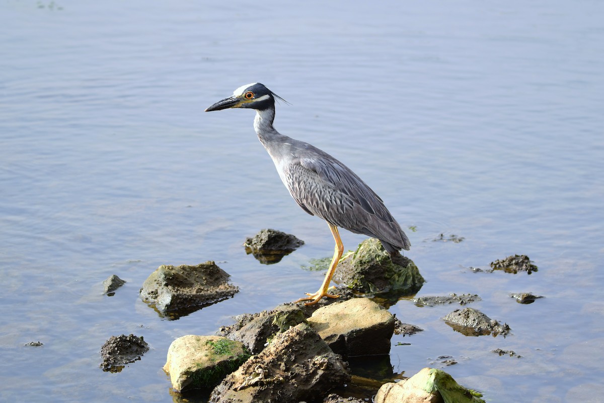 Yellow-crowned Night Heron - ML611422440