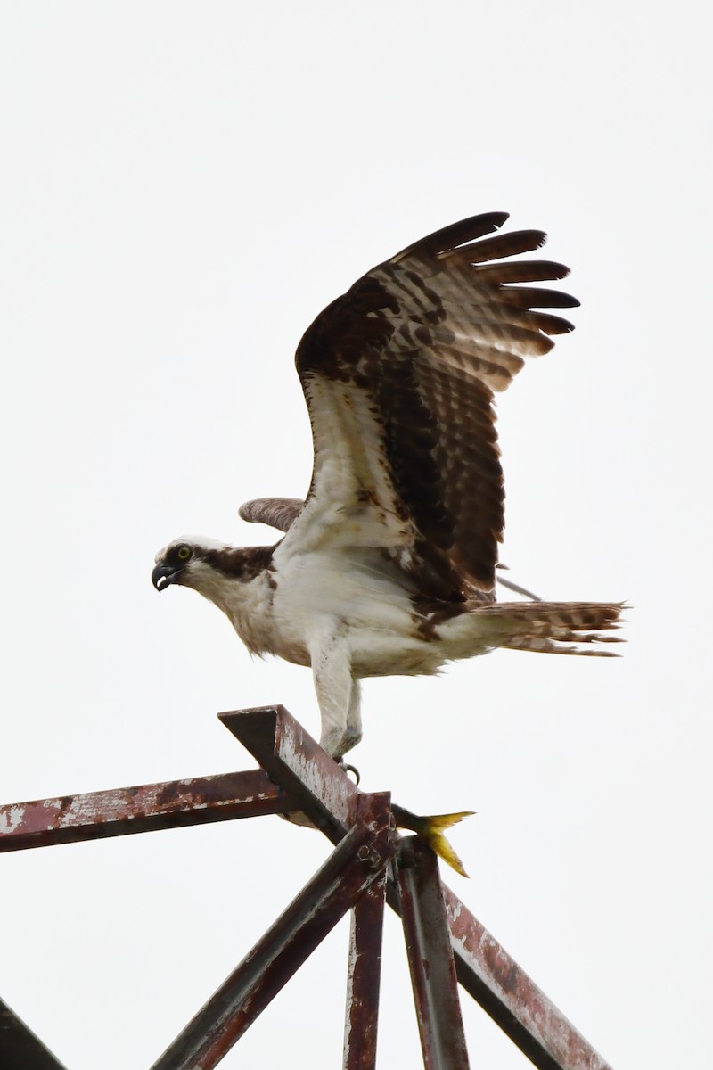 Balbuzard pêcheur - ML611422442