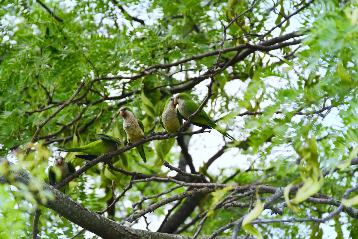 Monk Parakeet - ML611422457